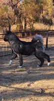 WMF2 , a female Akita for sale in Anza, CA – 1 of 8