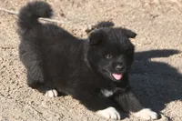 MKM1, a male Akita for sale in Anza, CA – 6 of 6