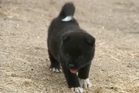 NTF2, a female Akita for sale in Anza, CA – 7 of 8