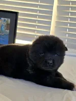 RUGER, a male Akita for sale in Anza, CA – 7 of 10