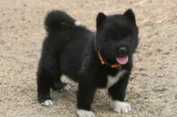 NTF3, a female Akita for sale in Anza, CA – 3 of 8