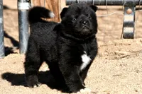 EOM3 , a male Akita for sale in Anza, CA – 2 of 10