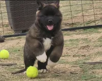 DMM1 HOLD HACHI JEFTE/HAZEL, a male Akita for sale in Anza, CA – 6 of 10