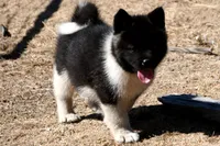 EOF0, a female Akita for sale in Anza, CA – 3 of 8