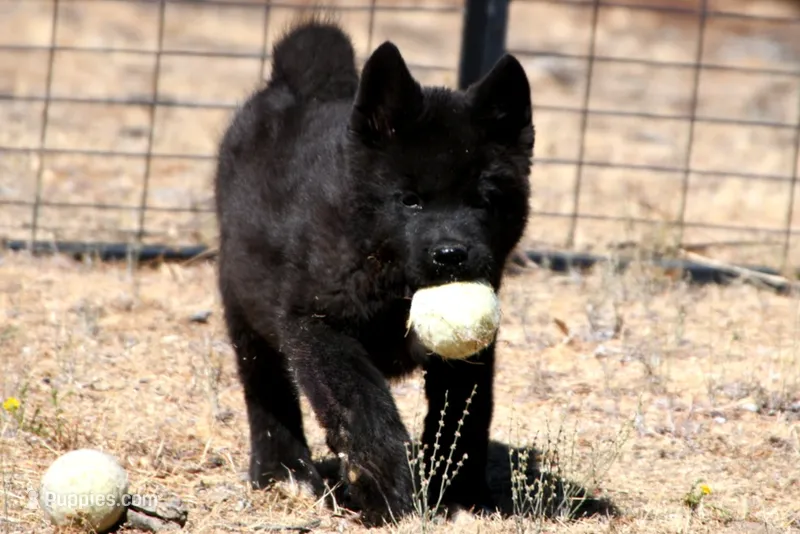 NTF1 – Akita puppy for sale in Anza, CA