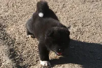 MKM1, a male Akita for sale in Anza, CA – 5 of 6