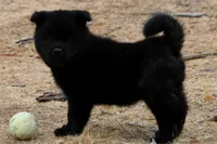 PKF1 HOLD, a female Akita for sale in Anza, CA – 8 of 10