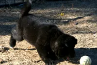 PKF1 , a female Akita for sale in Anza, CA – 7 of 10