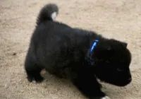 NTM1 HOLD, a male Akita for sale in Anza, CA – 6 of 7