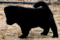 PKF1 HOLD, a female Akita for sale in Anza, CA – 6 of 10