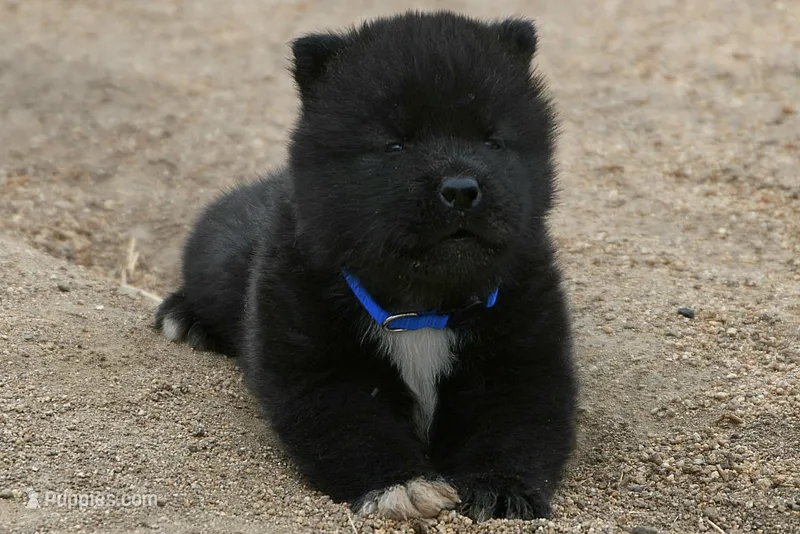 NTM1  – Akita puppy for sale in Anza, CA