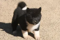 EOF1 HOLD, a female Akita for sale in Anza, CA – 7 of 10