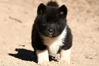 EOF1 HOLD, a female Akita for sale in Anza, CA – 10 of 10