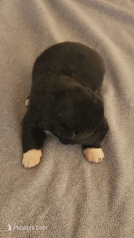 MKM1 – Akita puppy for sale in Anza, CA