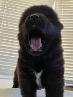 RUGER, a male Akita for sale in Anza, CA – 8 of 10