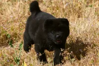 MIDNIGHT , a male Akita for sale in Anza, CA – 8 of 10
