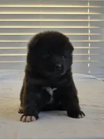 RUGER, a male Akita for sale in Anza, CA – 5 of 10