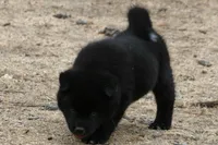 PKF1 HOLD, a female Akita for sale in Anza, CA – 7 of 10