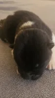LFM1, a male Akita for sale in Anza, CA – 3 of 5