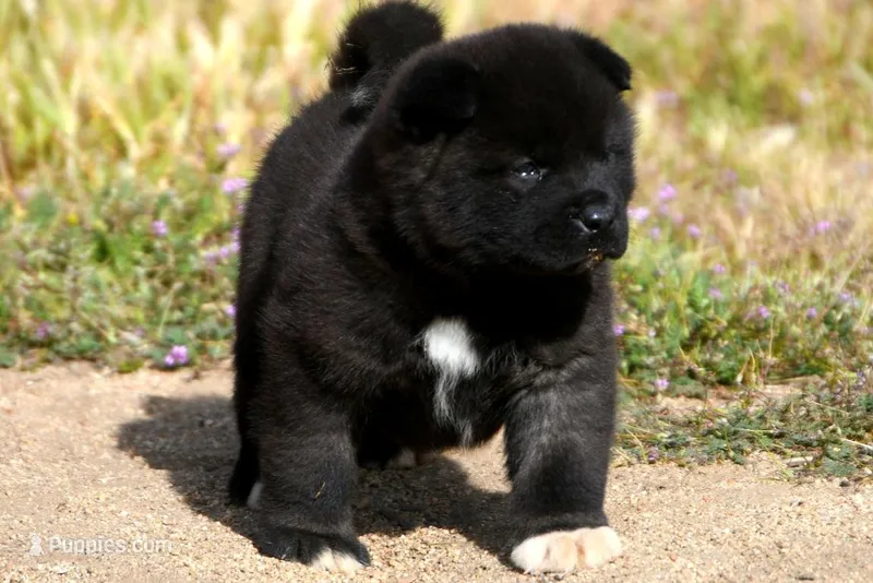 MOM1 – Akita puppy for sale in Anza, CA