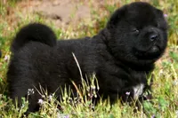 MOM1, a male Akita for sale in Anza, CA – Photo 2 of 2