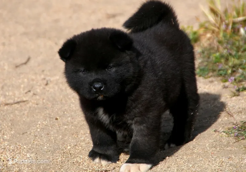 MOM1 – Akita puppy for sale in Anza, CA