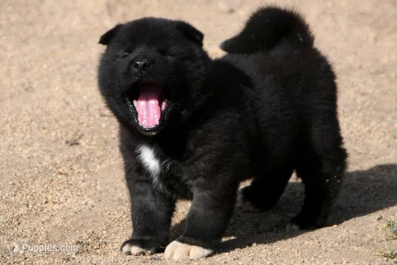 MOM1 – Akita puppy for sale in Anza, CA