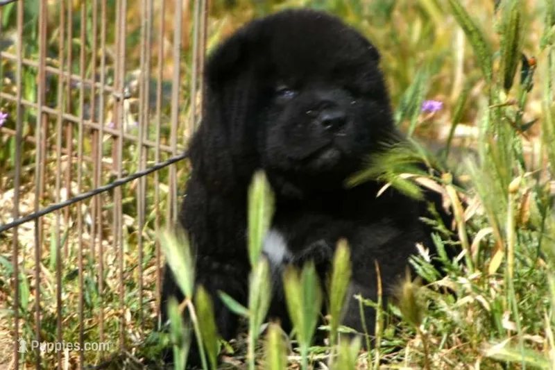 MOM1 – Akita puppy for sale in Anza, CA