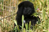 MOM1, a male Akita for sale in Anza, CA – Photo 1 of 2