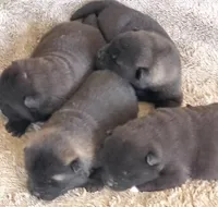 MOM3, a male Akita for sale in Anza, CA – Photo 3 of 7