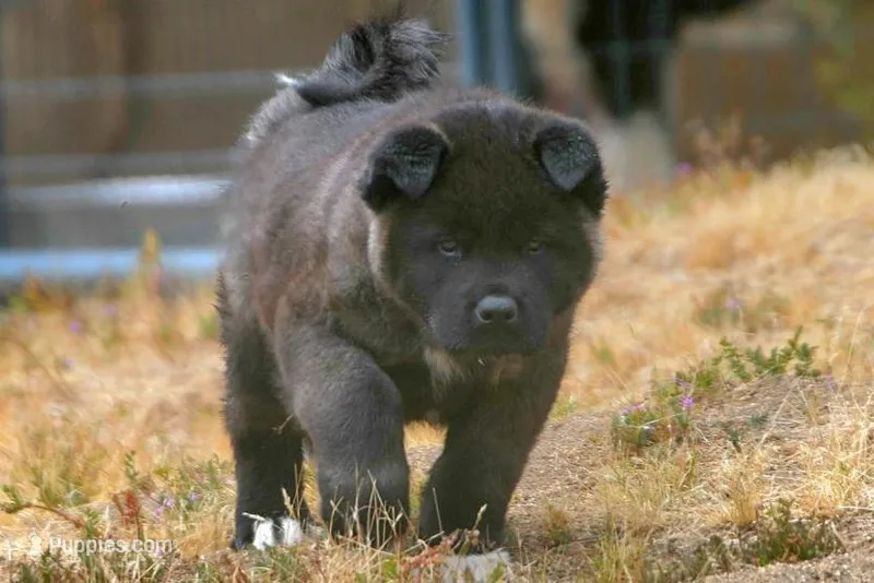 MOM1 – Akita puppy for sale in Anza, CA