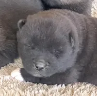 MOM3, a male Akita for sale in Anza, CA – Photo 1 of 7