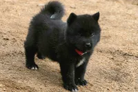 NTF1, a female Akita for sale in Anza, CA – 1 of 10