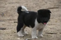 LFM1 HOLD, a male Akita for sale in Anza, CA – 7 of 7