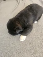 DMF1 , a female Akita for sale in Anza, CA – 4 of 7