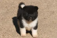 EOF0 HOLD, a male Akita for sale in Anza, CA – 5 of 6