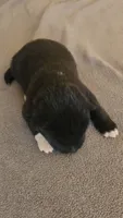 EOF2  HOLD KEVIN, a female Akita for sale in Anza, CA – 5 of 9