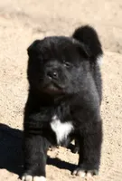 EOM3 , a male Akita for sale in Anza, CA – 3 of 10