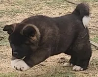DMM1 HOLD HACHI JEFTE/HAZEL, a male Akita for sale in Anza, CA – 4 of 10