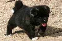 DMF1 SOLD MELISSA, a female Akita for sale in Anza, CA – 3 of 9