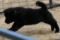 PKF1 HOLD, a female Akita for sale in Anza, CA – 10 of 10