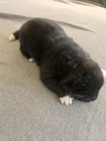 DMF1 , a female Akita for sale in Anza, CA – 6 of 7