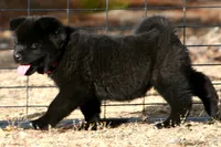 PKF1 , a female Akita for sale in Anza, CA – 8 of 10