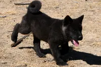NTF1, a female Akita for sale in Anza, CA – 8 of 9