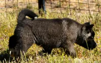 WMF2, a female Akita for sale in Anza, CA – Photo 10 of 10