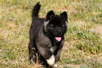 WMF2, a female Akita for sale in Anza, CA – Photo 9 of 10