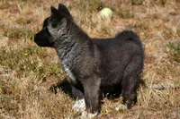 WMF2, a female Akita for sale in Anza, CA – Photo 6 of 10