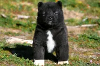 WMF2, a female Akita for sale in Anza, CA – Photo 4 of 7