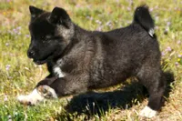 WMF2, a female Akita for sale in Anza, CA – Photo 1 of 10