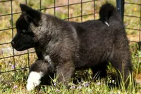 WMF2, a female Akita for sale in Anza, CA – Photo 7 of 10